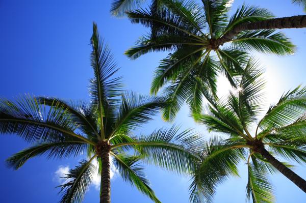 coconut oil, palms, spoolphotography